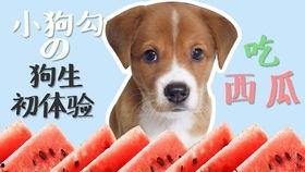 吃瓜娱乐小狗